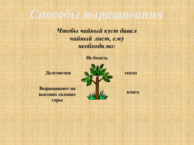 Способы выращивания   Чтобы чайный куст давал чайный лист, ему необходимо: Не болеть Долговечен тепло Выращивают на высоких склонах горы влага