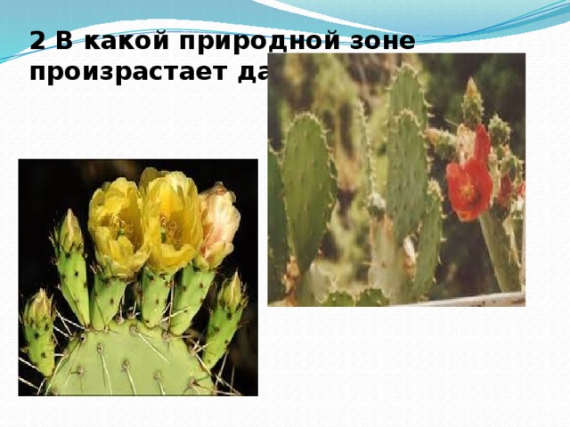 2 В какой природной зоне произрастает данное растение?