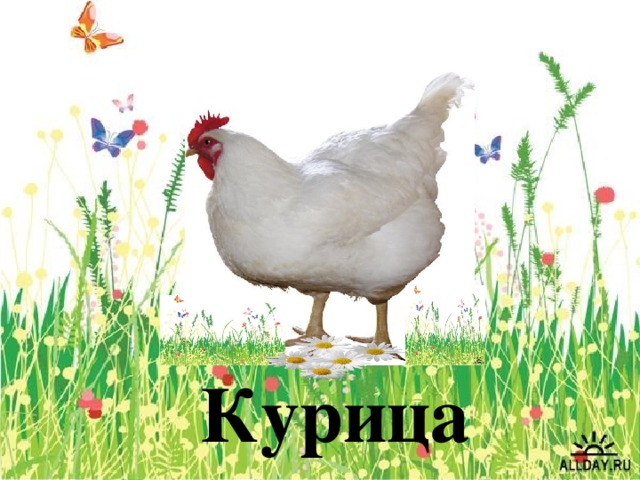 Курица