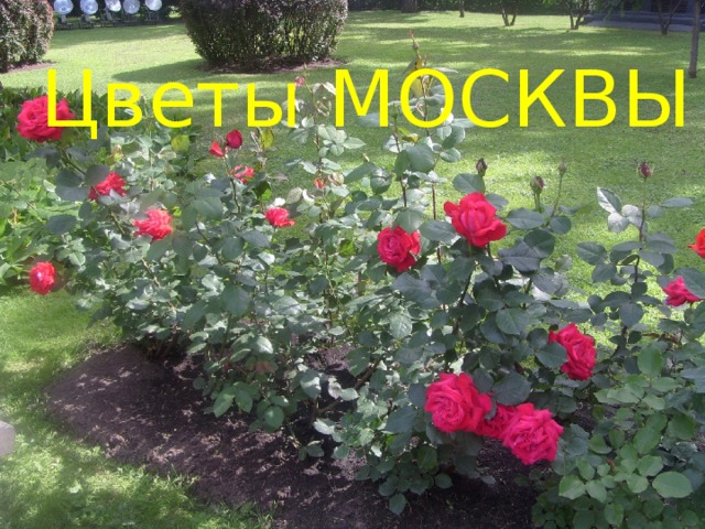 Цветы МОСКВЫ