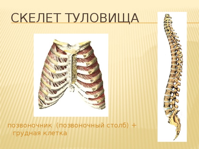 Скелет туловища позвоночник (позвоночный столб) + грудная клетка