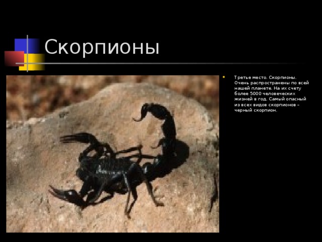 Третье место. Скорпионы. Очень распространены по всей нашей планете. На их счету более 5000 человеческих жизней в год. Самый опасный из всех видов скорпионов – черный скорпион.