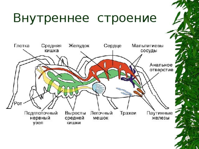 Внутреннее строение