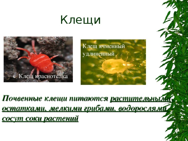 Клещи Клещ ячменный удлиненный Клещ краснотелка Почвенные клещи питаются растительными остатками, мелкими грибами, водорослями, сосут соки растений