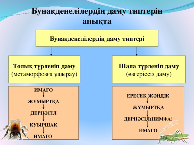 Бунақденелілердің даму типтерін анықта Бунақденелілердің даму типтері Шала түрленіп даму (өзгеріссіз даму) Толық түрленіп даму (метаморфозға ұшырау) ЕРЕСЕК ЖӘНДІК  ЖҰМЫРТҚА  ДЕРНӘСІЛ(НИМФА)  ИМАГО ИМАГО  ЖҰМЫРТҚА  ДЕРНӘСІЛ  ҚУЫРШАҚ  ИМАГО