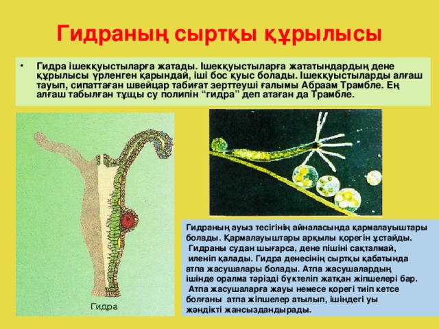 Гидраның сыртқы құрылысы Гидра ішекқуыстыларға жатады. Ішекқуыстыларға жататындардың дене құрылысы үрленген қарындай, іші бос қуыс болады. Ішекқуыстыларды алғаш тауып, сипаттаған швейцар табиғат зерттеуші ғалымы Абраам Трамбле. Ең алғаш табылған тұщы су полипін “гидра” деп атаған да Трамбле. Гидраның ауыз тесігінің айналасында қармалауыштары болады. Қармалауыштары арқылы қорегін ұстайды.  Гидраны судан шығарса, дене пішіні сақталмай,  иленіп қалады. Гидра денесінің сыртқы қабатында атпа жасушалары болады. Атпа жасушалардың ішінде оралма тәрізді бүктеліп жатқан жіпшелері бар.  Атпа жасушаларға жауы немесе қорегі тиіп кетсе болғаны атпа жіпшелер атылып, ішіндегі уы жәндікті жансыздандырады .