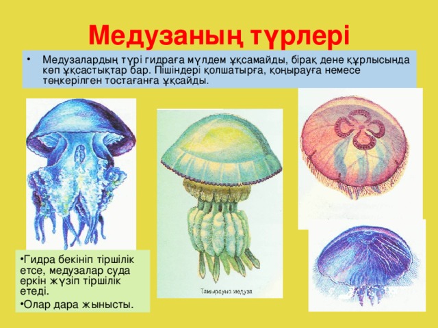 Медузаның түрлері
