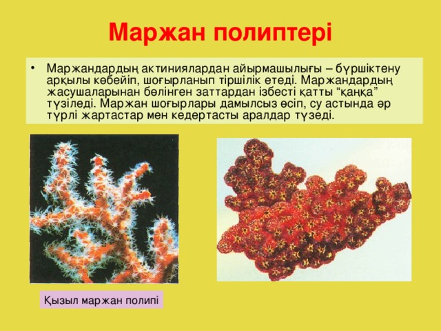 Маржан полиптері Маржандардың актиниялардан айырмашылығы – бүршіктену арқылы көбейіп, шоғырланып тіршілік етеді. Маржандардың жасушаларынан бөлінген заттардан ізбесті қатты “қаңқа” түзіледі. Маржан шоғырлары дамылсыз өсіп, су астында әр түрлі жартастар мен кедертасты аралдар түзеді. Қызыл маржан полипі