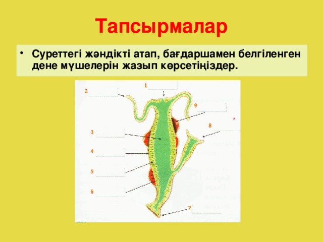 Тапсырмалар