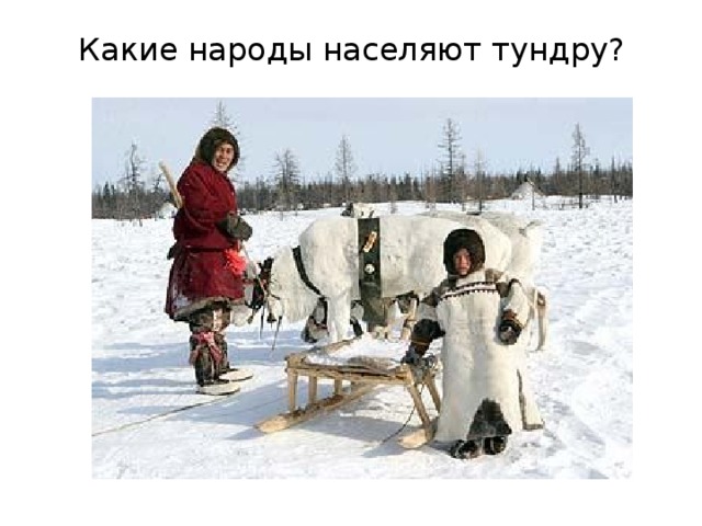 Какие народы населяют тундру?