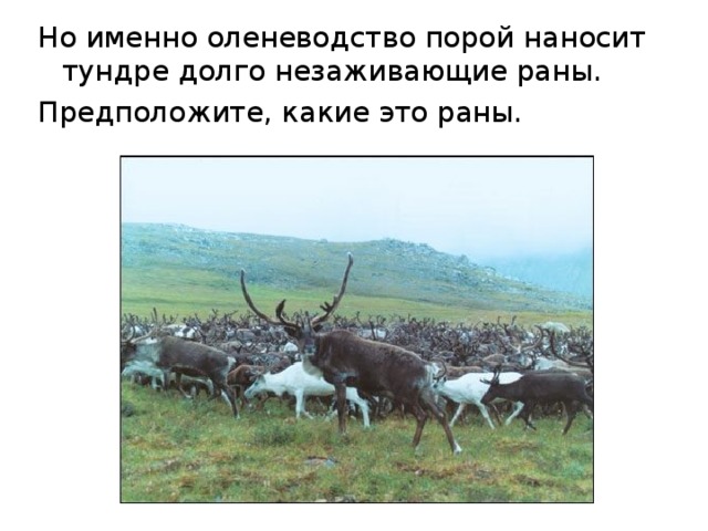 Но именно оленеводство порой наносит тундре долго незаживающие раны. Предположите, какие это раны.