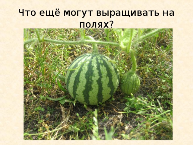 Что ещё могут выращивать на полях?