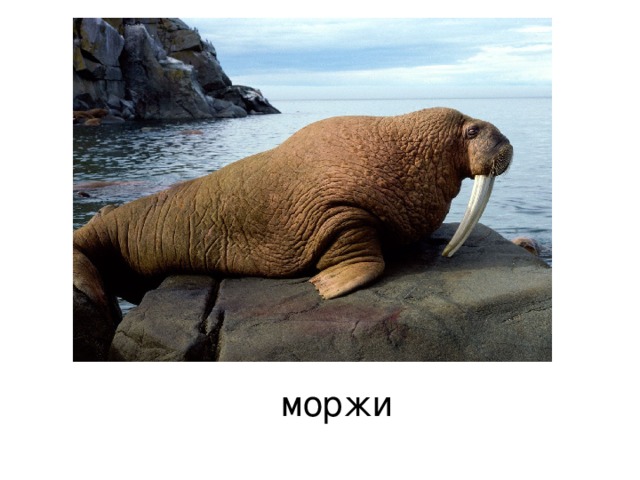 моржи