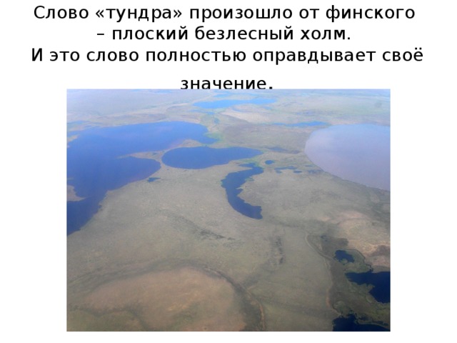 Слово «тундра» произошло от финского  – плоский безлесный холм.  И это слово полностью оправдывает своё значение .