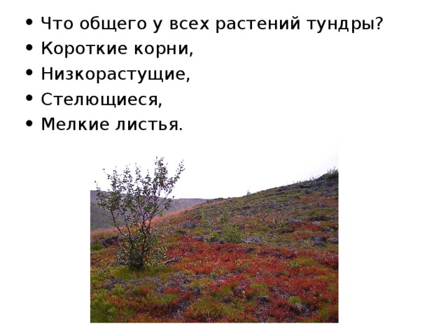 Что общего у всех растений тундры? Короткие корни, Низкорастущие, Стелющиеся, Мелкие листья.