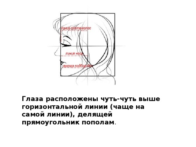 Глаза расположены чуть-чуть выше  горизонтальной линии (чаще на самой линии), делящей прямоугольник пополам .