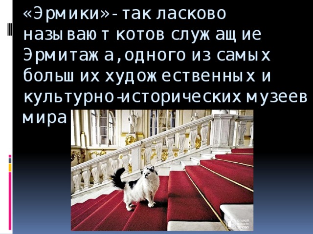 «Эрмики»- так ласково называют котов служащие Эрмитажа, одного из самых больших художественных и культурно-исторических музеев мира и России.