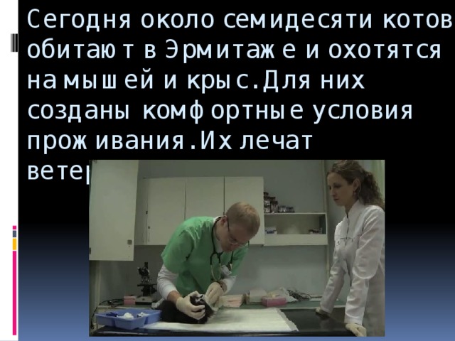 Сегодня около семидесяти котов обитают в Эрмитаже и охотятся на мышей и крыс. Для них созданы комфортные условия проживания. Их лечат ветеринары.