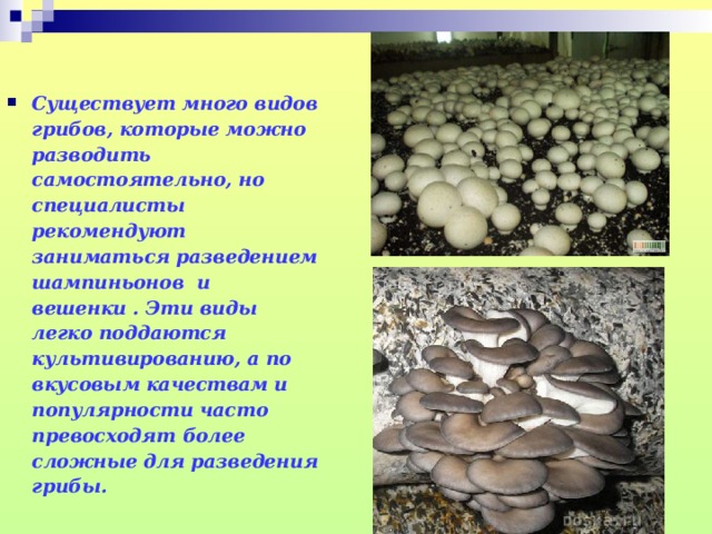 Культивированные грибы и условия выращивания