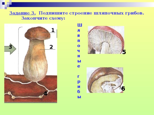 Задание 3. Подпишите строение шляпочных грибов. Закончите схему: Шля п о чные  г риб ы  1  1 2 3 5 6 4