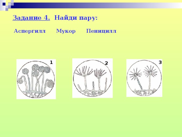 Задание 4. Найди пару: Аспергилл Мукор Пеницилл 1 3 2