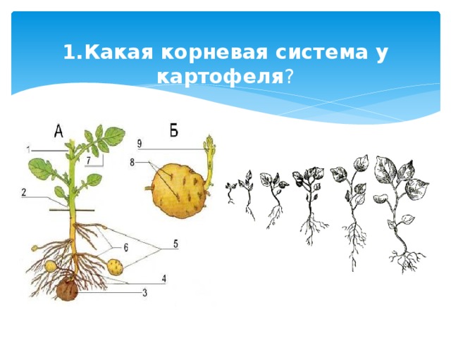1.Какая корневая система у картофеля ?