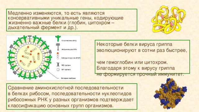 Медленно изменяются, то есть являются консервативными уникальные гены, кодирующие жизненно важные белки (глобин, цитохром – дыхательный фермент и др.). Некоторые белки вируса гриппа эволюционируют в сотни раз быстрее,  чем гемоглобин или цитохром.  Благодаря этому к вирусу гриппа  не формируется прочный иммунитет. Сравнение аминокислотной последовательности  в белках рибосом, последовательности нуклеотидов рибосомных РНК у разных организмов подтверждает классификацию основных групп организмов.