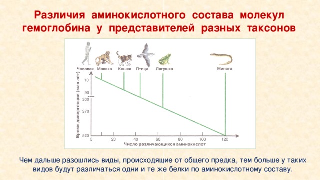 Различия аминокислотного состава молекул гемоглобина у представителей разных таксонов Чем дальше разошлись виды, происходящие от общего предка, тем больше у таких видов будут различаться одни и те же белки по аминокислотному составу.