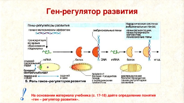 Ген-регулятор развития На основании материала учебника (с. 17-18) дайте определение понятия  «ген – регулятор развития».