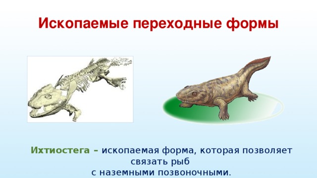 Ископаемые переходные формы Ихтиостега – ископаемая форма, которая позволяет связать рыб  с наземными позвоночными.