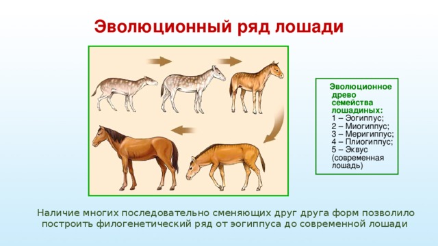 Эволюционный ряд лошади  Эволюционное древо семейства лошадиных:  1 – Эогиппус; 2 – Миогиппус; 3 – Меригиппус; 4 – Плиогиппус; 5 – Эквус (современная лошадь)  Наличие многих последовательно сменяющих друг друга форм позволило построить филогенетический ряд от эогиппуса до современной лошади