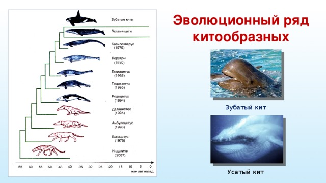 Эволюционный ряд китообразных Зубатый кит Усатый кит