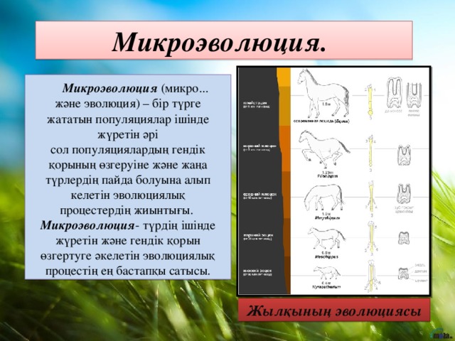 Микроэволюция.  Микроэволюция  (микро... және эволюция) – бір түрге жататын популяциялар ішінде жүретін әрі сол популяциялардың гендік қорының өзгеруіне және жаңа түрлердің пайда болуына алып келетін эволюциялық процестердің жиынтығы.  Микроэволюция - түрдің ішінде жүретін және гендік қорын өзгертуге әкелетін эволюциялық процестің ең бастапқы сатысы. Жылқының эволюциясы