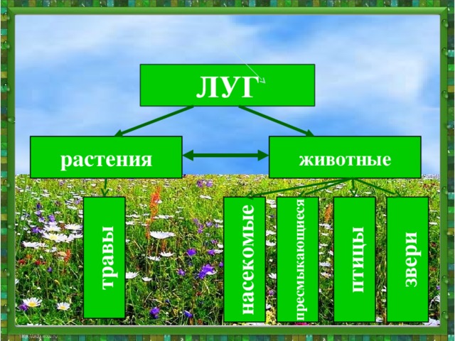 травы насекомые пресмыкающиеся птицы звери ЛУГ животные растения