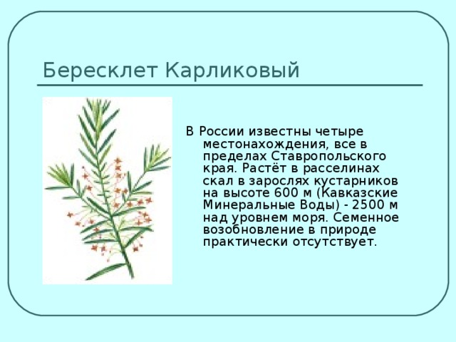 Бересклет Карликовый В России известны четыре местонахождения, все в пределах Ставропольского края. Растёт в расселинах скал в зарослях кустарников на высоте 600 м (Кавказские Минеральные Воды) - 2500 м над уровнем моря. Семенное возобновление в природе практически отсутствует.