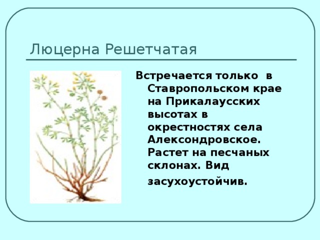 Люцерна Решетчатая Встречается только в Ставропольском крае на Прикалаусских высотах в окрестностях села Алексондровское. Растет на песчаных склонах. Вид засухоустойчив.