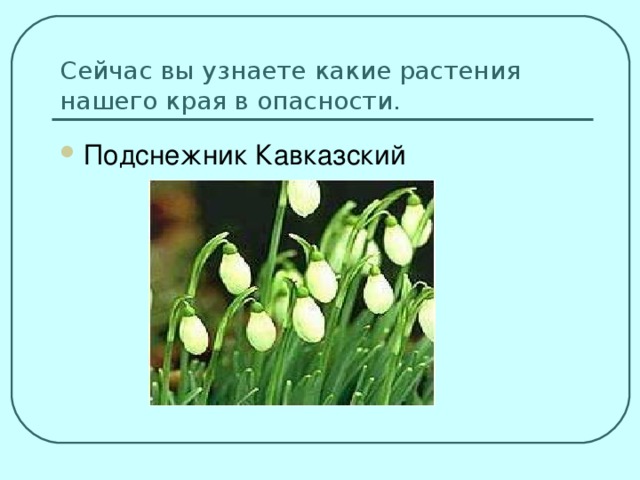 Сейчас вы узнаете какие растения нашего края в опасности.