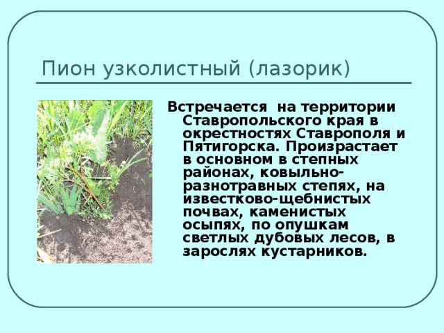 Пион узколистный (лазорик) Встречается на территории Ставропольского края в окрестностях Ставрополя и Пятигорска. Произрастает в основном в степных районах, ковыльно-разнотравных степях, на известково-щебнистых почвах, каменистых осыпях, по опушкам светлых дубовых лесов, в зарослях кустарников.