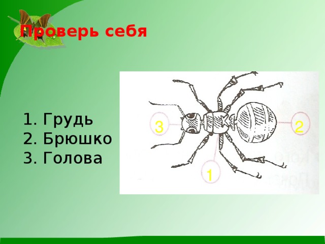 Проверь себя 1. Грудь 2. Брюшко 3. Голова 3 2 1