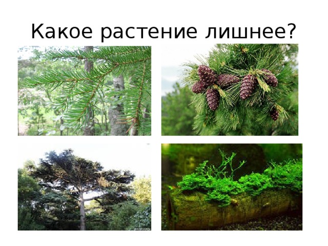 Какое растение лишнее?