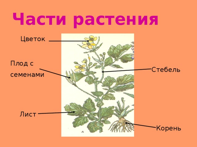 Части растения Цветок Плод с семенами Стебель Лист Корень