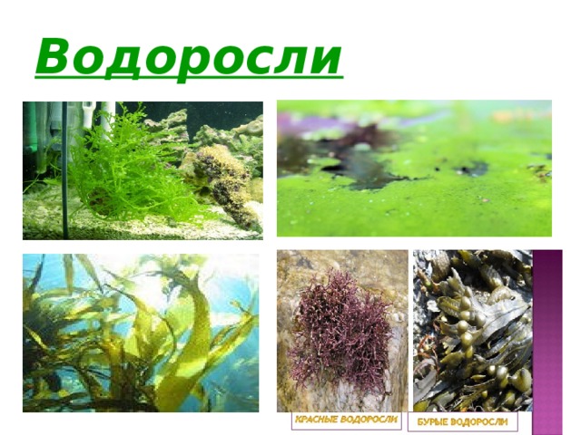 Водоросли