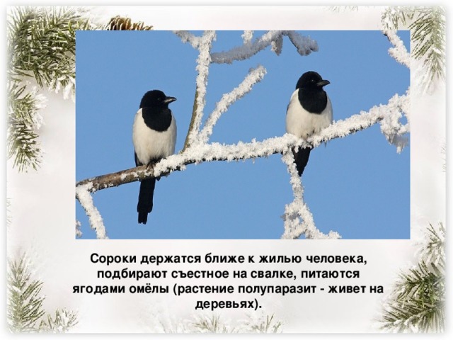 Сороки держатся ближе к жилью человека, подбирают съестное на свалке, питаются ягодами омёлы (растение полупаразит - живет на деревьях).