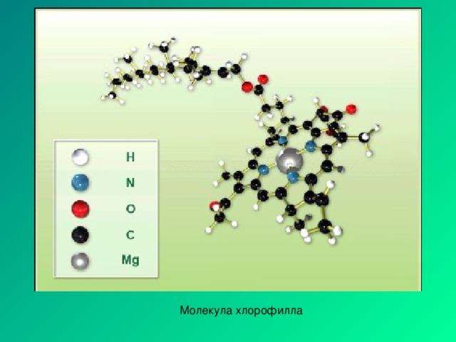 Молекула хлорофилла