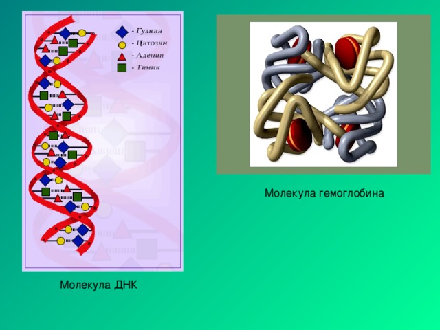 Молекула гемоглобина Молекула ДНК
