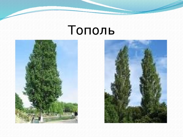 Тополь