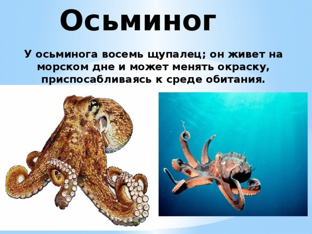 Осьминог У осьминога восемь щупалец; он живет на морском дне и может менять окраску, приспосабливаясь к среде обитания.