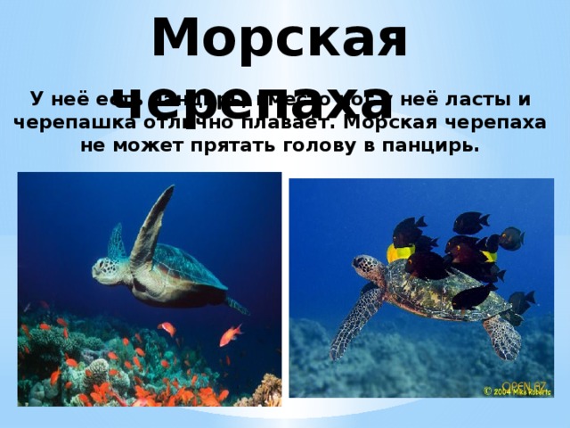 Морская черепаха У неё есть панцирь, вместо ног у неё ласты и черепашка отлично плавает. Морская черепаха не может прятать голову в панцирь.