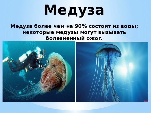 Медуза Медуза более чем на 90% состоит из воды; некоторые медузы могут вызывать болезненный ожог.