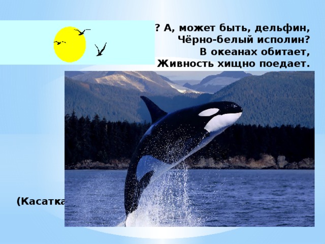 Кит? А, может быть, дельфин,  Чёрно-белый исполин?  В океанах обитает,  Живность хищно поедает.          (Касатка)